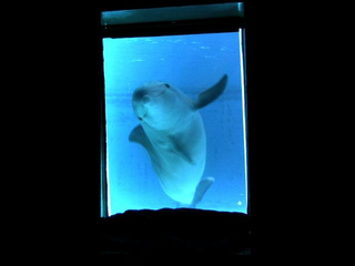 I delfini allo specchio