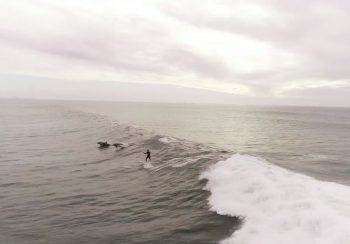 surfista e delfini insieme