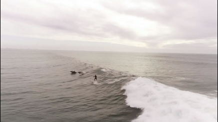 surfista e delfini insieme