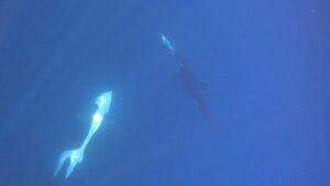 Orche e pesci luna: una scoperta sorprendente rivela nuove strategie di caccia nell’oceano