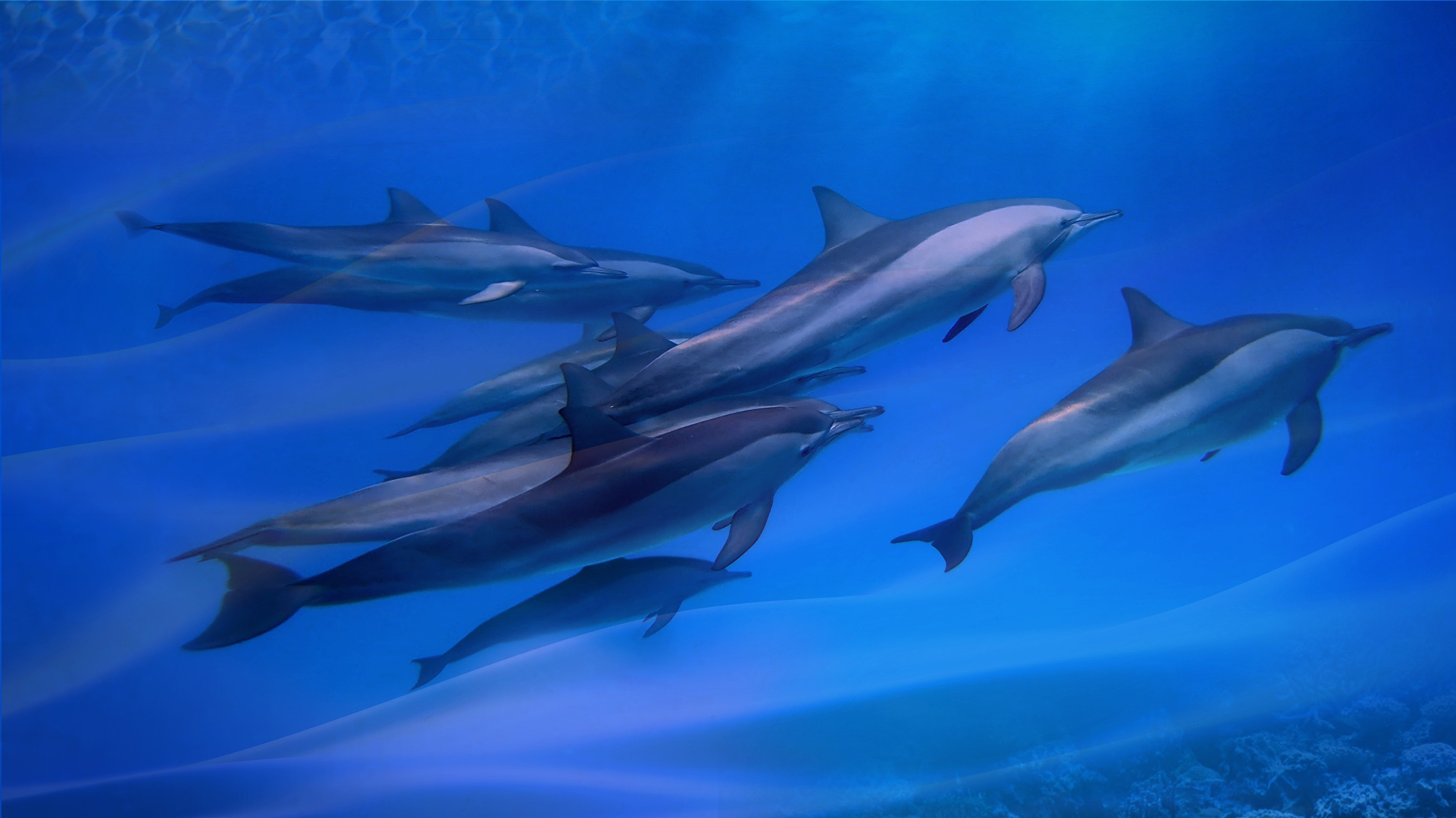 placidplace dolphin 7706201