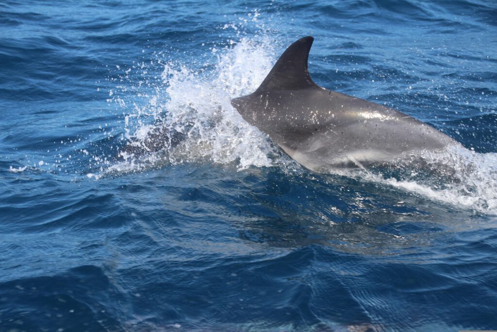 Delfino comune