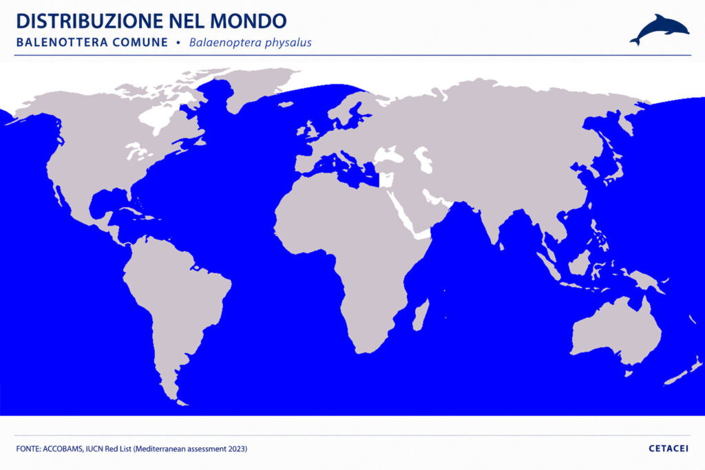Distribuzione balenottera comune