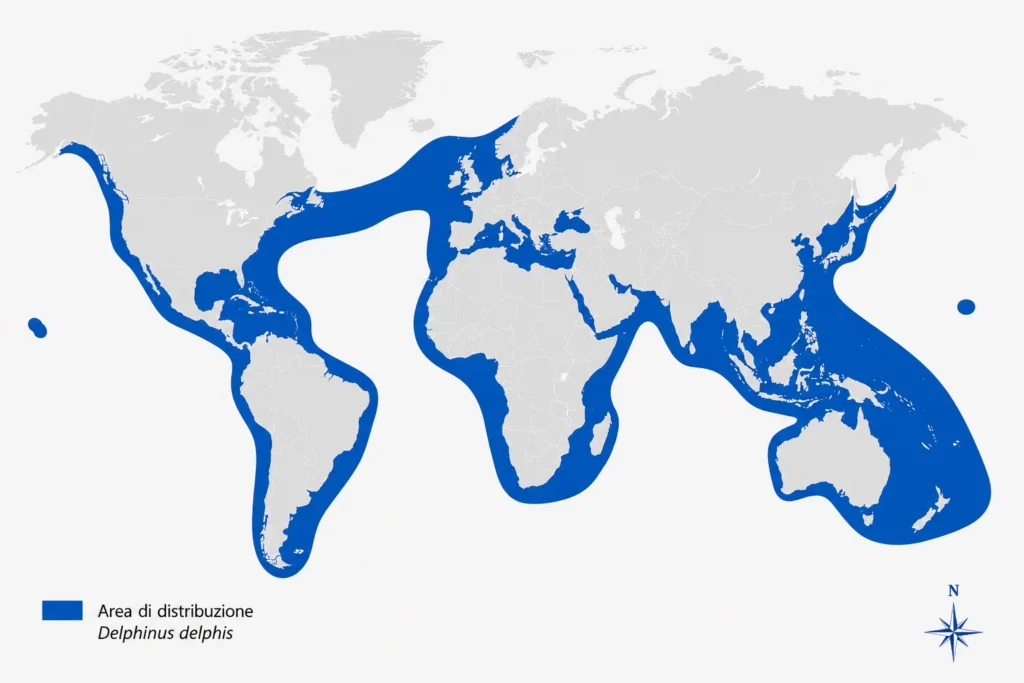 distribuzione delfino comune