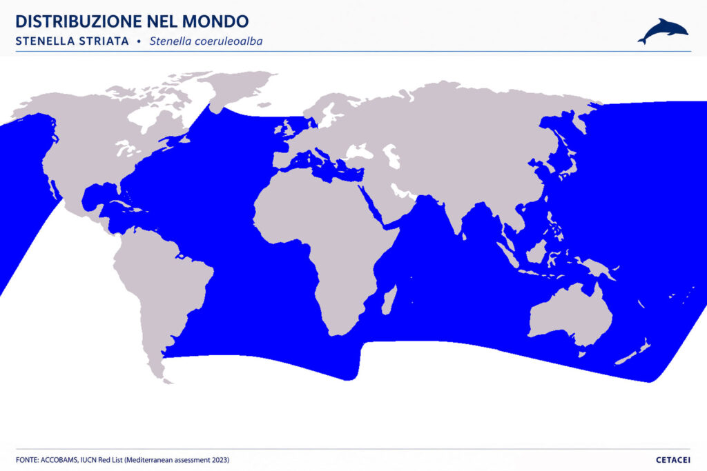 distribuzione stenella striata